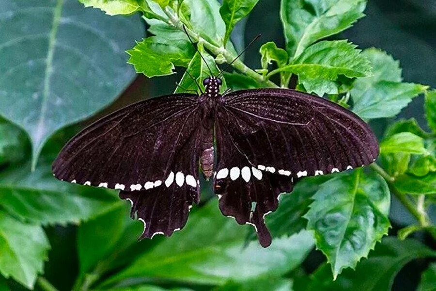 The Idea of Conversion