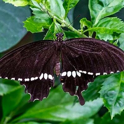 The Idea of Conversion