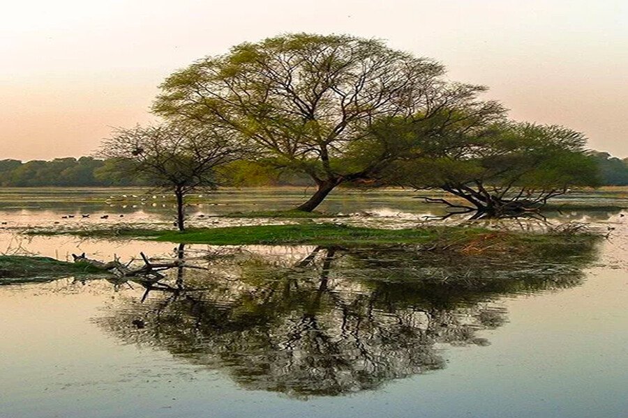 Reflections on the Self